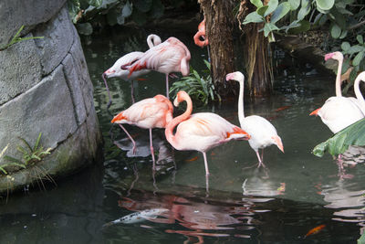 View of birds drinking water