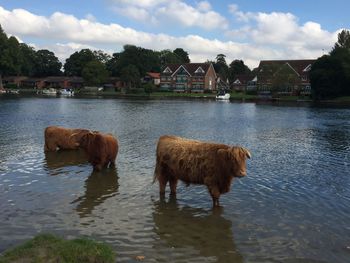 Horses in lake against sky