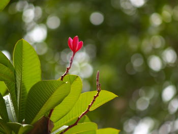 Close-up of flowering plant leaves