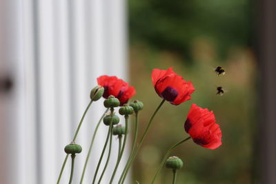 Close-up of red flowers