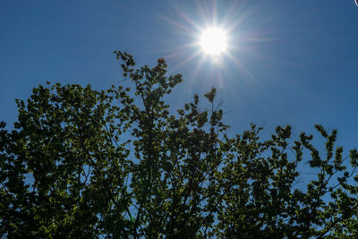 Sun shining through trees