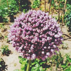 Close-up of purple flowers