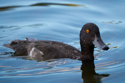 Close-up of swan swimming in lake