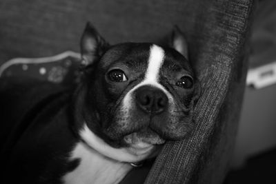 Close-up portrait of dog