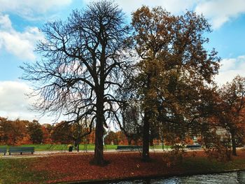 Trees against sky