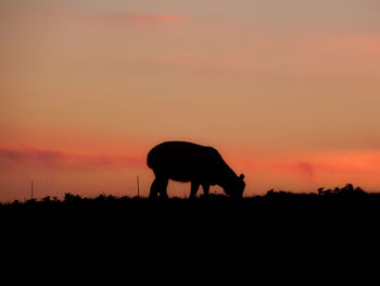 Silhouette cow standing on field against orange sky