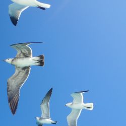 Low angle view of seagulls flying in sky