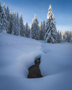 Snow covered field by trees against sky