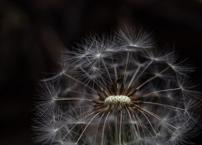 Close-up of dandelion on plant