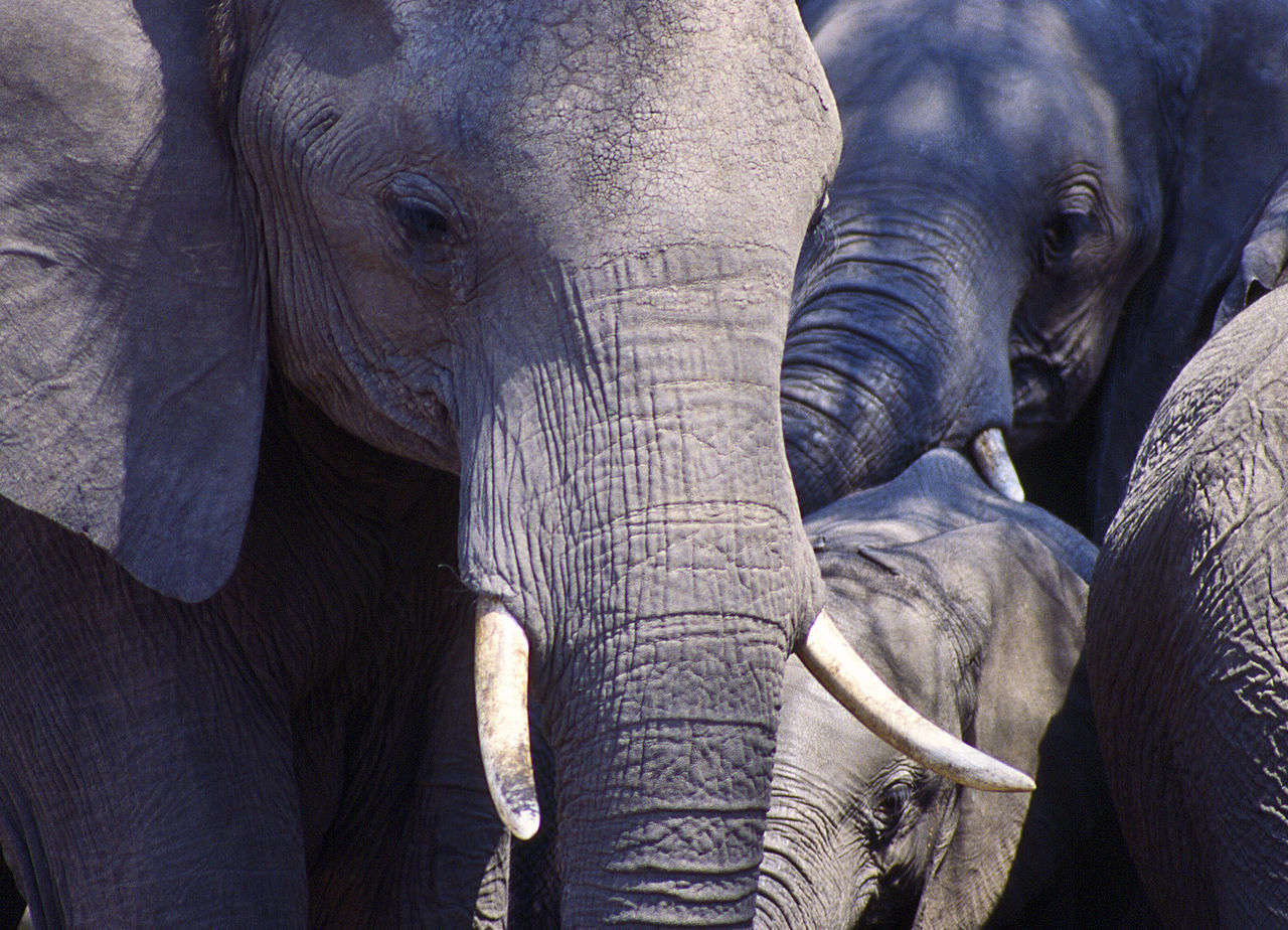 elephant, animal themes, mammal, animal, animal body part, group of animals, animal wildlife, animals in the wild, no people, day, two animals, animal trunk, vertebrate, close-up, animal head, animal family, young animal, safari, outdoors, herbivorous, african elephant, herd