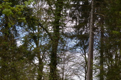 Low angle view of pine trees in forest