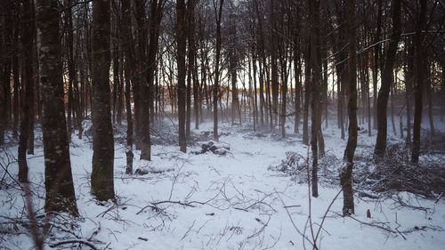 Trees in forest during winter