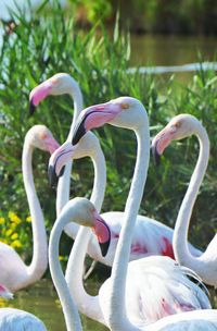 Close-up of swan