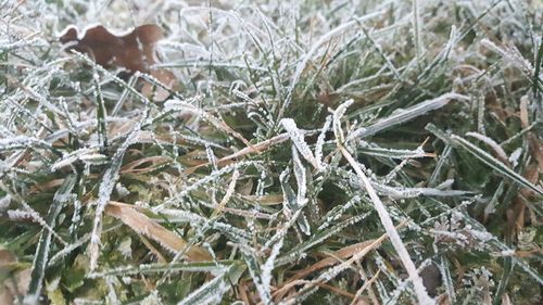 Full frame shot of frozen tree