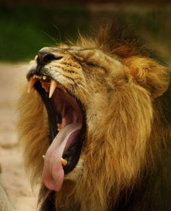 Close-up of horse yawning