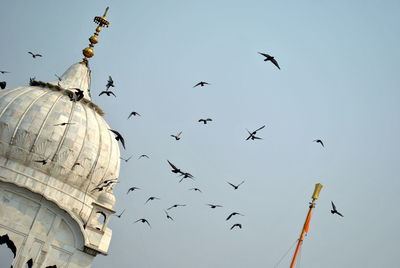 Low angle view of birds flying against clear sky