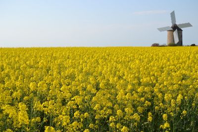 Scenic view of oilseed rape field against sky, bretagne, france