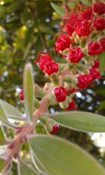 Close-up of red flowers