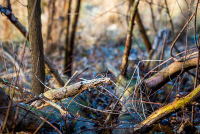 Close-up of a tree