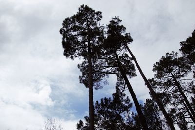 Low angle view of silhouette trees against sky