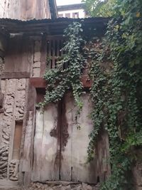 Low angle view of potted plants on abandoned building