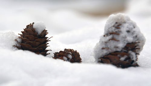 Close-up of snow covered tree