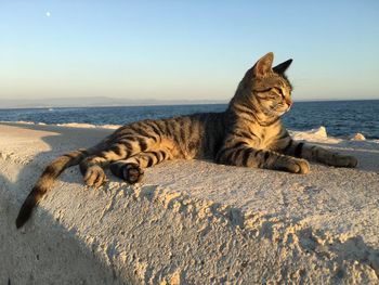 Cat lying on the shore