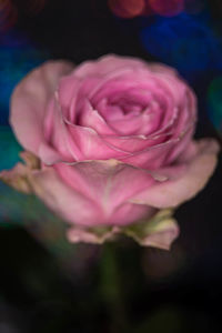Close-up of pink rose