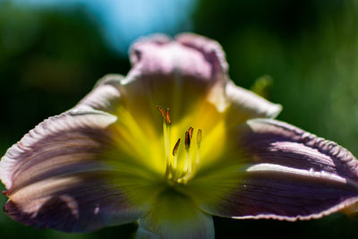 Close-up of purple flowering plant