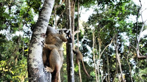 Low angle view of giraffe in forest