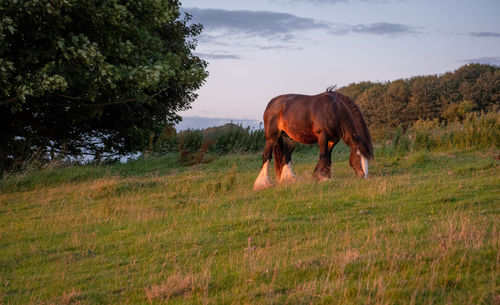 Horse in a field