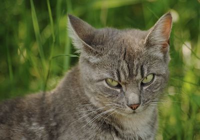 Close-up portrait of a cat