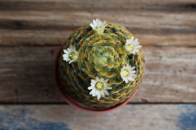 High angle view of potted cactus on table