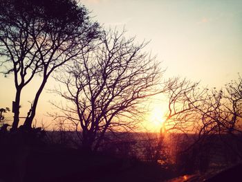 Silhouette of trees at sunset