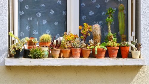 Potted plants on window sill