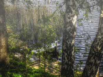 Trees in forest