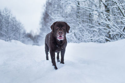 Portrait of dog in snow