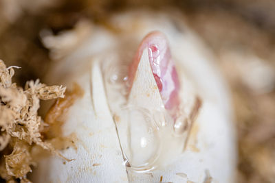 High angle view of white