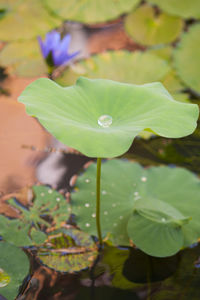 Close-up of lotus water lily blooming outdoors