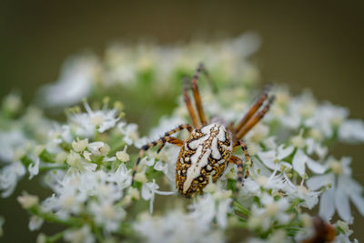 Close-up of a spider on white flower