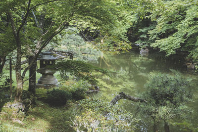 Scenic view of lake in forest