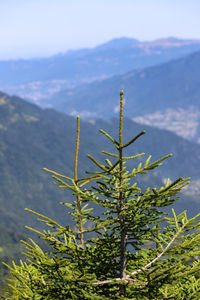 Close-up of plant against sky