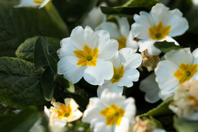 Close-up of white flowering plants