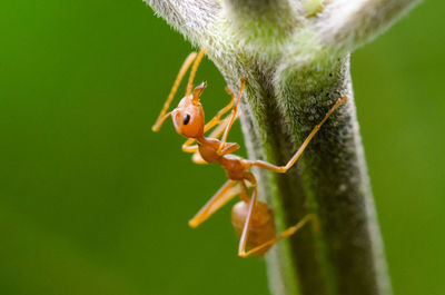 Close-up of insect on leaf