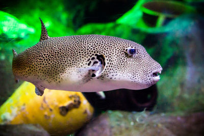 Close-up of fish swimming in sea