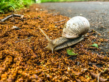 Close-up of snail