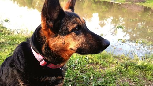 Close-up of dog looking away