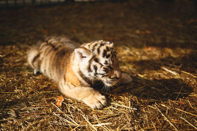 Close-up of a cat lying on land