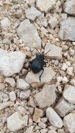 High angle view of insect on stone wall