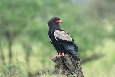 Black bird perching on a rock